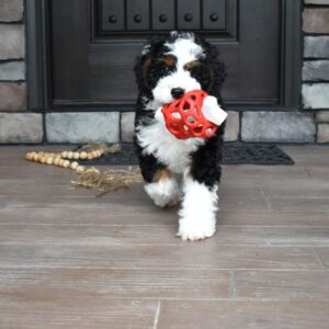 Mini bernedoodle