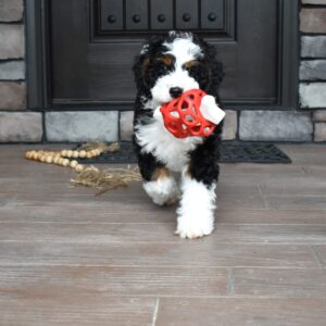 Mini bernedoodle