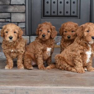 Mini Golden Doodles