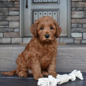 Gunner