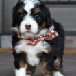 Ginger - Image 10