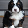Ginger - Image 11