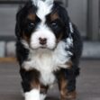 Ginger - Image 12