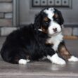 Ginger - Image 8