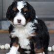 Ginger - Image 13