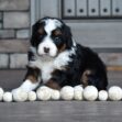 Ginger - Image 14