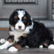 Ginger - Image 9