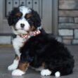 Ginger - Image 5