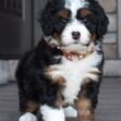 Ginger - Image 4