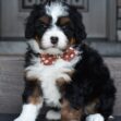 Ginger - Image 2