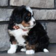 Ginger - Image 7