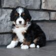 Ginger - Image 6