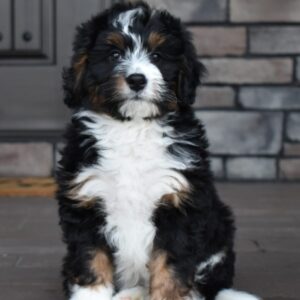 Teddy