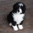 Cooper - Image 5