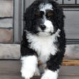 Cooper