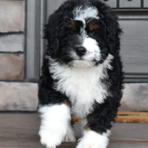 Cooper