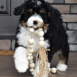 Brody
