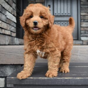 Scout