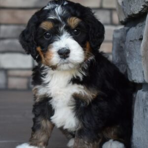 Biscuit