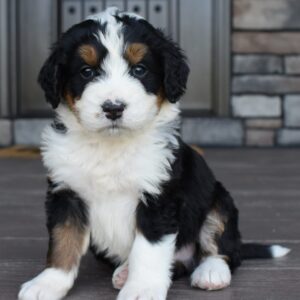 Brody