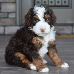 Archie