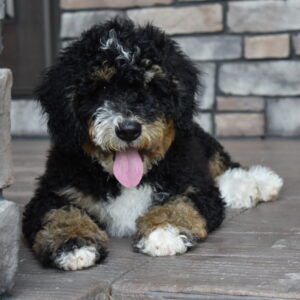 Arlo