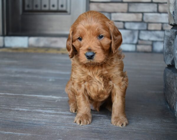 Toby - Image 2