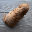 Toby - Image 8