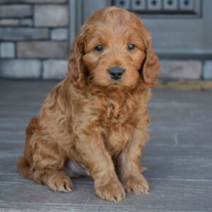 Toby