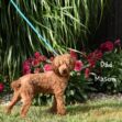Toby - Image 11