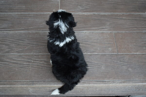 Pepper - Image 25