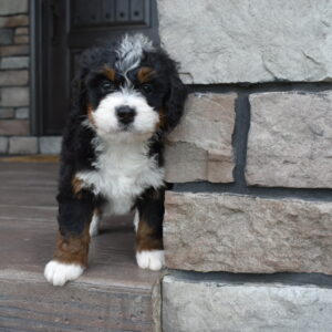 Porter