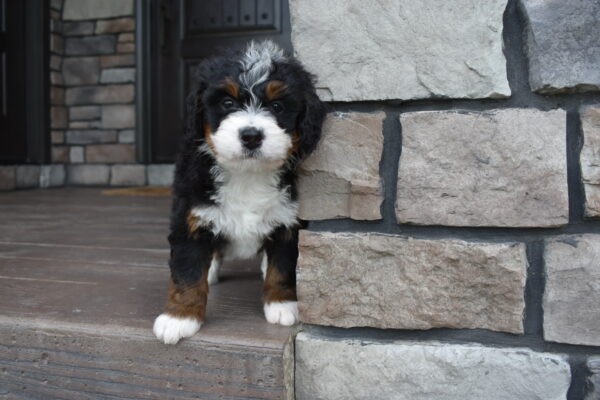 Porter