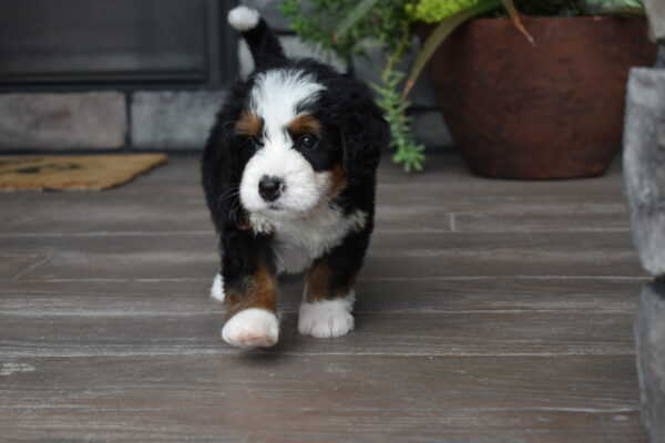 Parker - Image 23