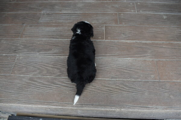 Parker - Image 24