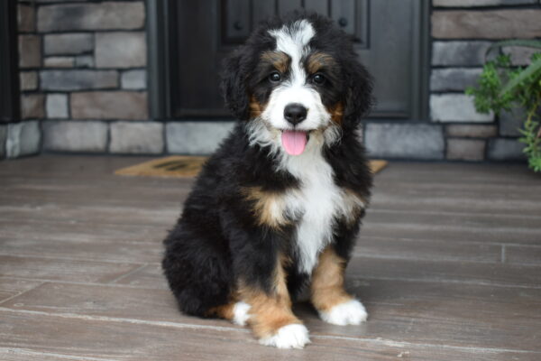 Piper - Image 2
