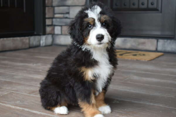 Piper - Image 3