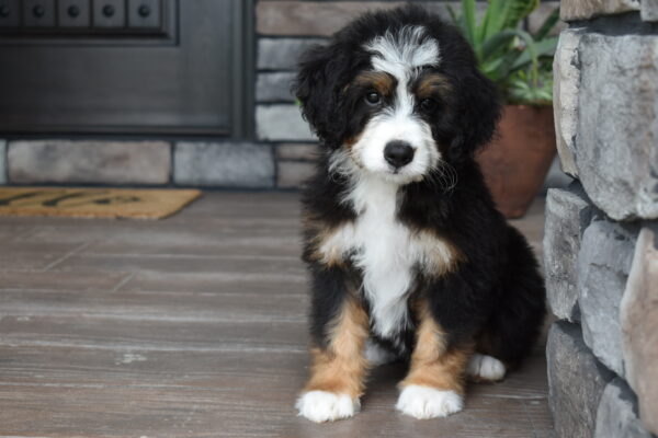 Piper - Image 4