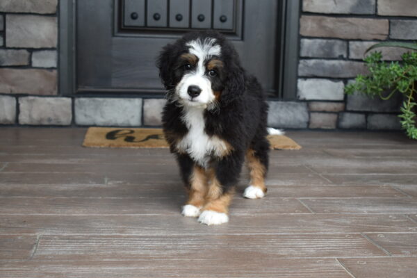 Piper - Image 5