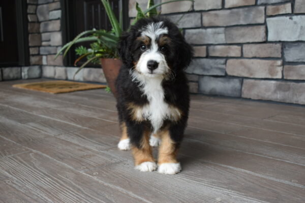 Piper - Image 6