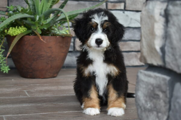 Piper - Image 9