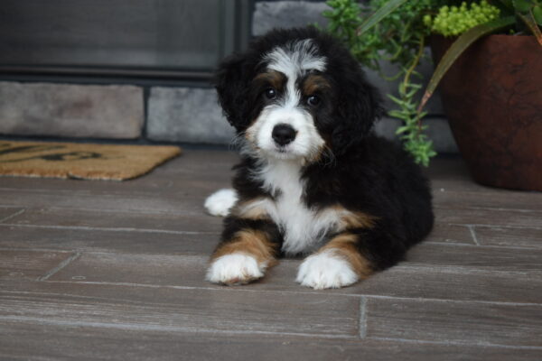 Piper - Image 8