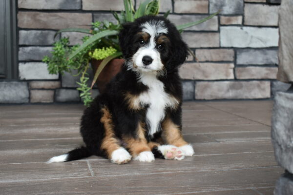 Piper - Image 11