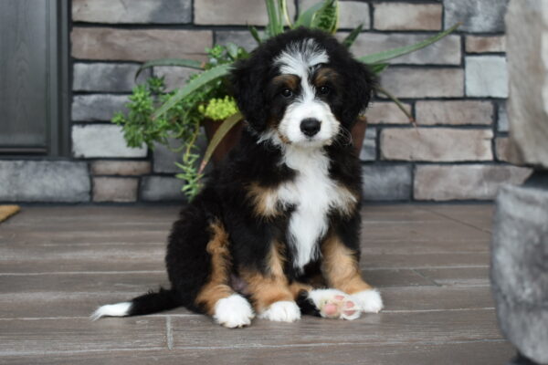 Piper - Image 13