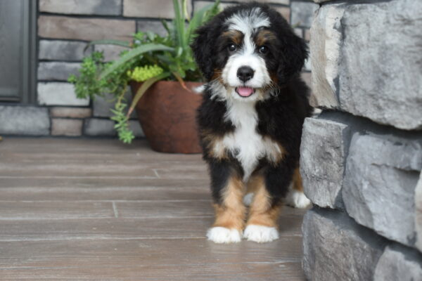 Piper - Image 12