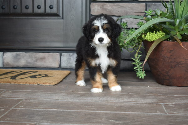 Piper - Image 19