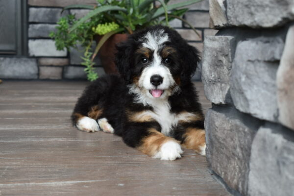 Piper - Image 15