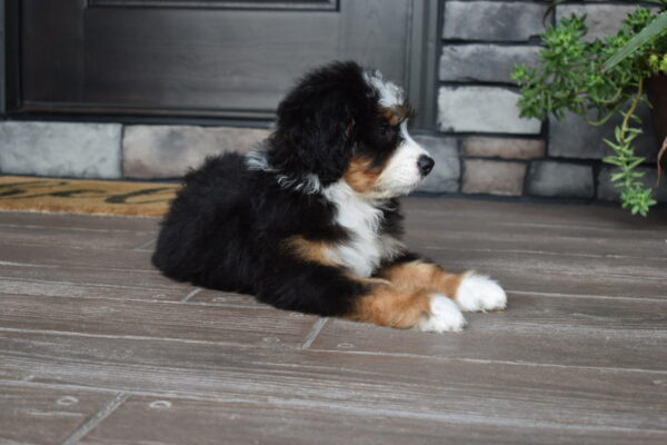 Piper - Image 23