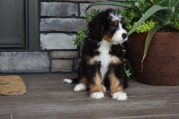 Piper - Image 24