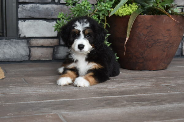 Piper - Image 25
